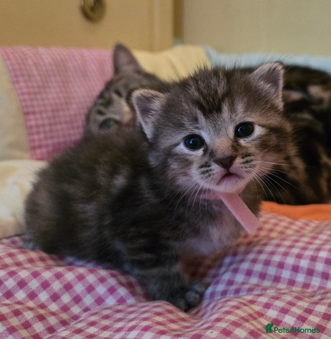 Mixed Breed cats for sale: The Fab Four - Advert 20