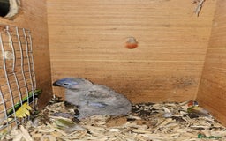 Cockatiels birds for sale: Baby lorrekeet £300 /cockatiels £80 each  - Image 1