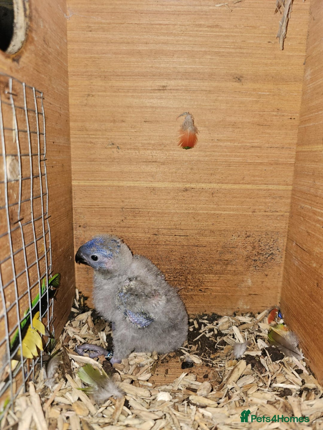 Cockatiels birds for sale: Baby lorrekeet £300 /cockatiels £80 each  - Image 1