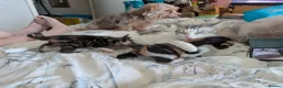 Mixed Breed cats for sale: Bengal x kittens  - Advert 12