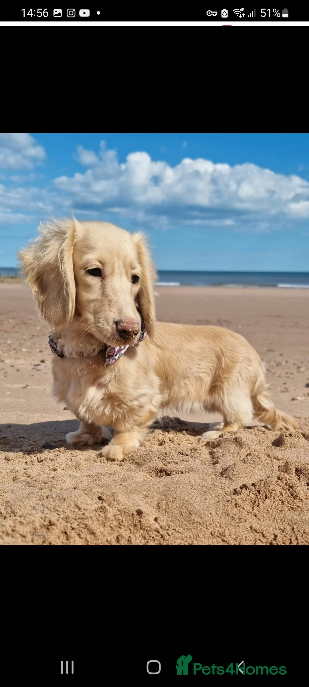 Dachshund dogs for sale: Kc long haired mini cream dashounds boys - Advert 1