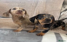 Dachshund dogs for sale: Datchund pups   - Image 1