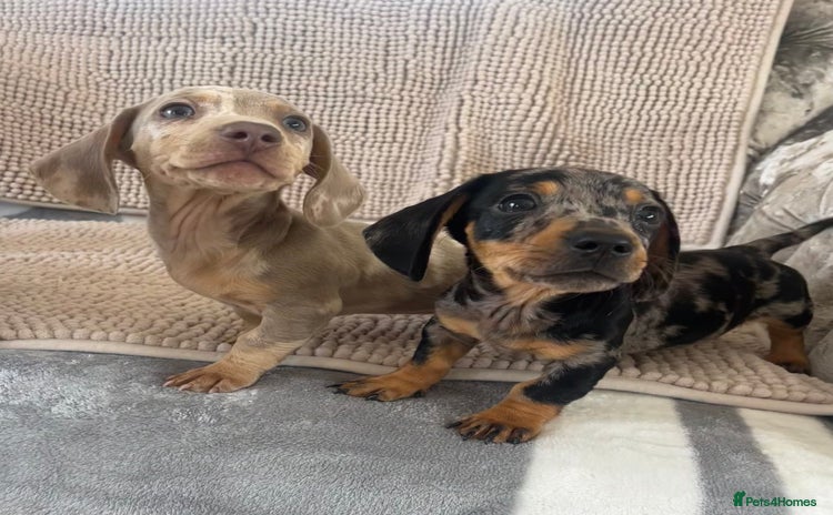 Dachshund dogs - Advert 5