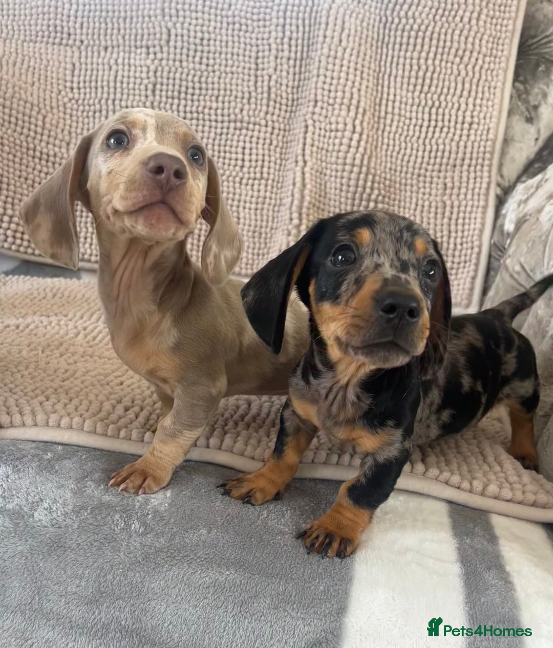 Dachshund dogs for sale: Datchund pups   - Image 1