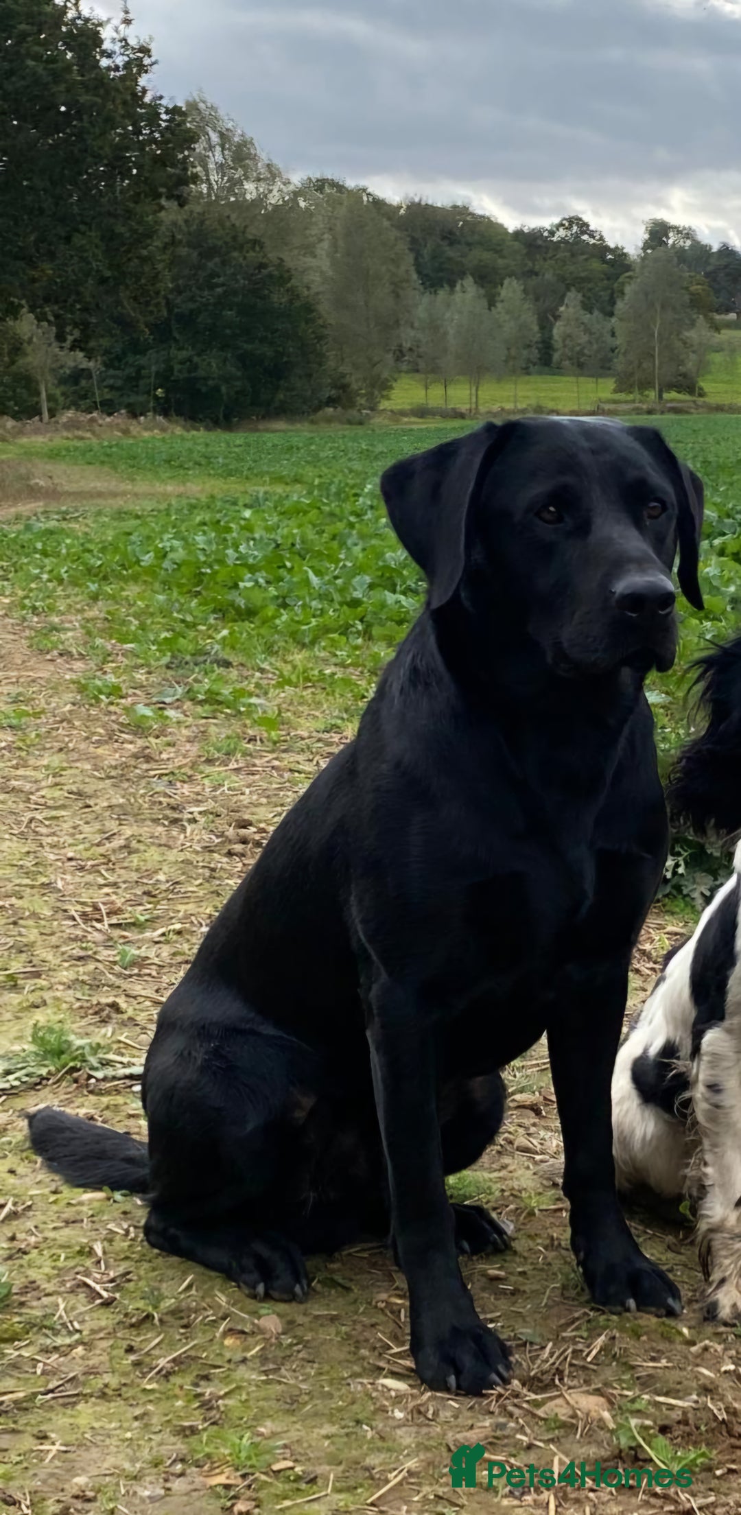 Labrador Retriever dogs for stud: Perfect gentleman for stud. KC black labrador  - Image 2
