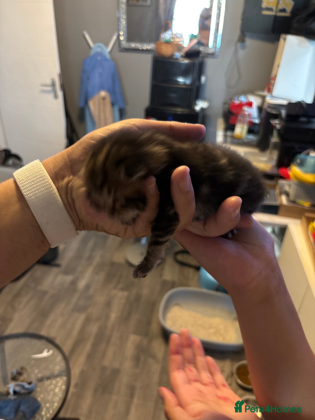 Bengal cats for sale: Bengal X  - Image 15