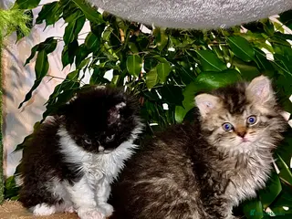 Selkirk Rex cats Stunning Selkirk rex kittens - Advert 13