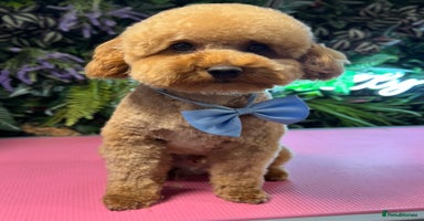 Toy Poodle dogs - Advert 1