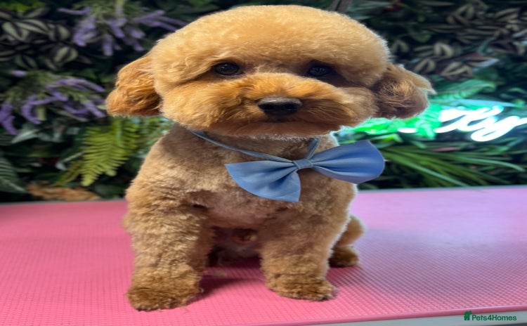 Toy Poodle dogs - Advert 2