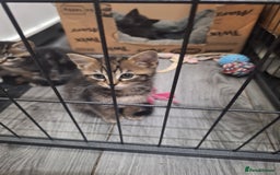 Ragdoll cats for sale: REDUCED LAST 2 KITTENS - Image 11