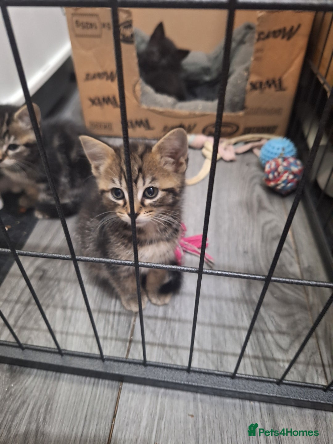 Ragdoll cats for sale: REDUCED LAST 2 KITTENS - Image 11