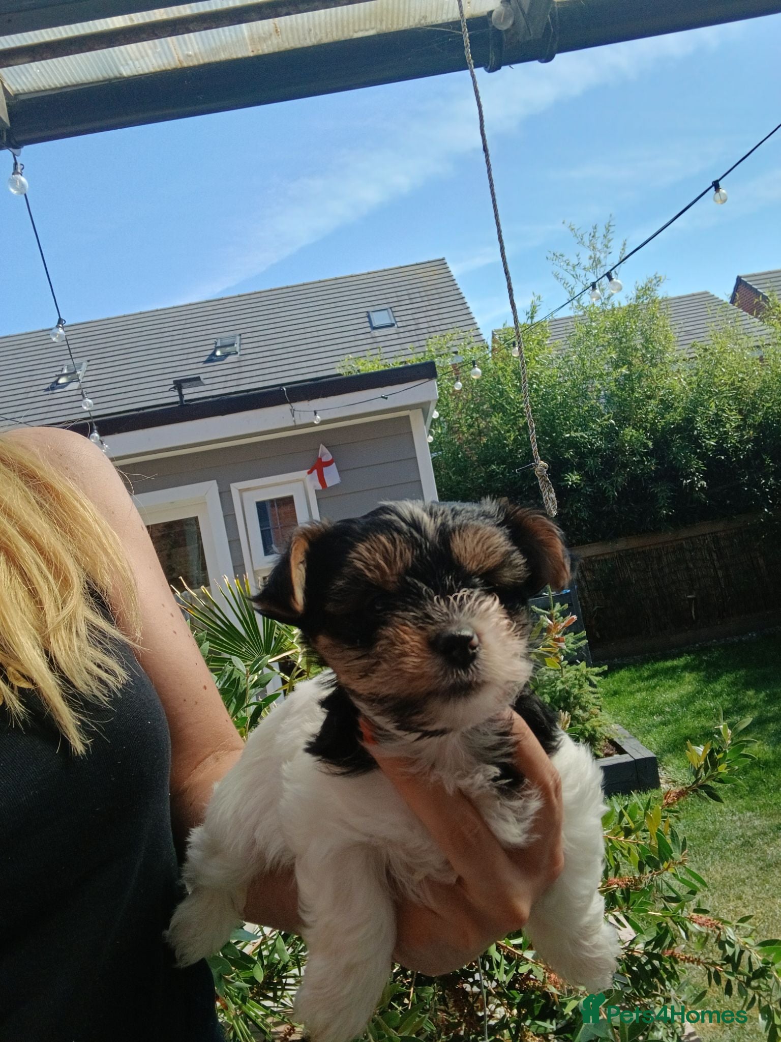 Biewer Terrier dogs  Mini Purebred Biwer Yorkshire Terrier Puppie - Advert 2