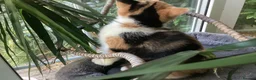 British Shorthair cats for sale: Fabulous GCCF kittens - Advert 11