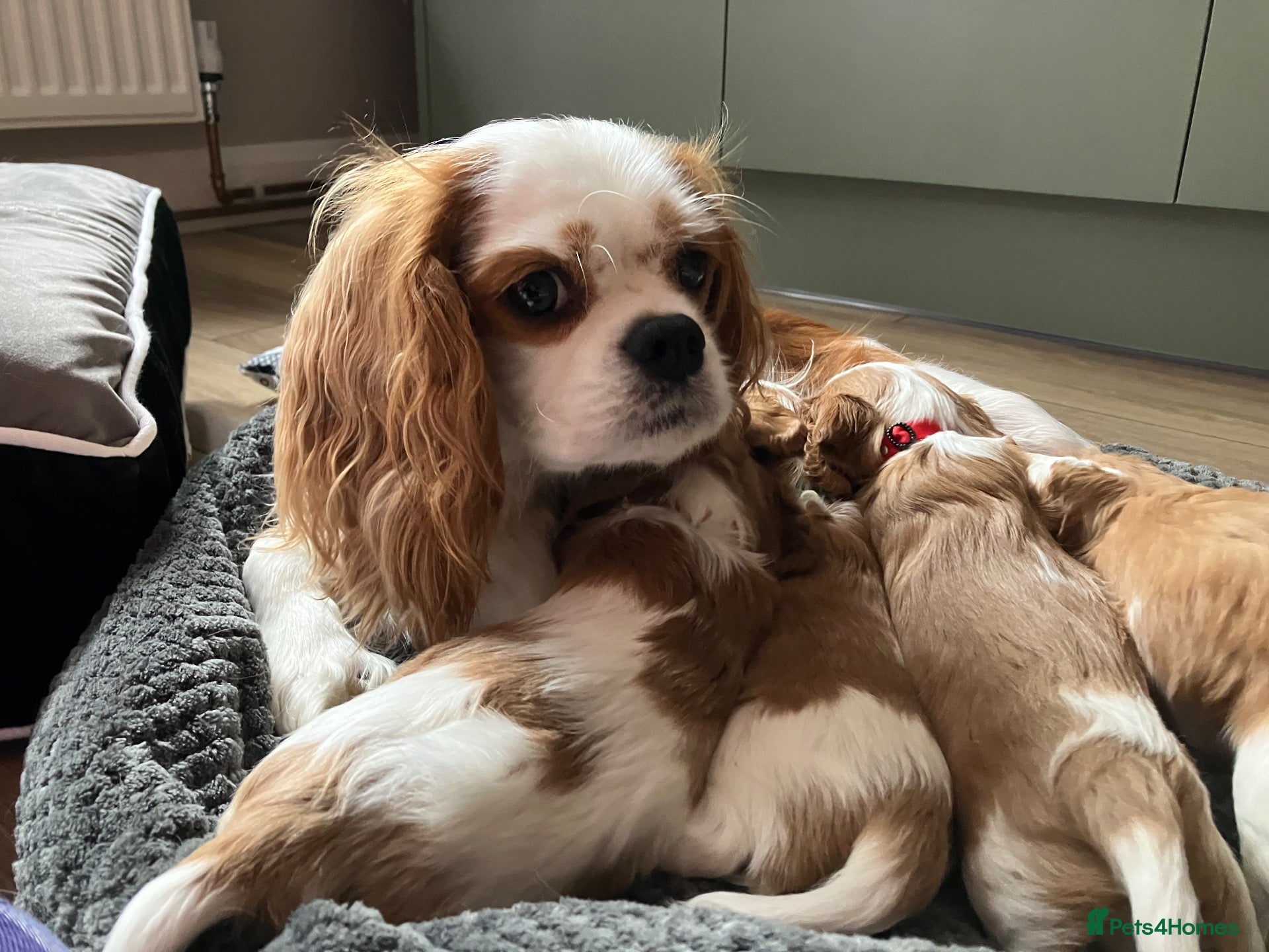 Cavalier King Charles Spaniel dogs KC Registered Puppies from Health Tested Parents  - Advert 1