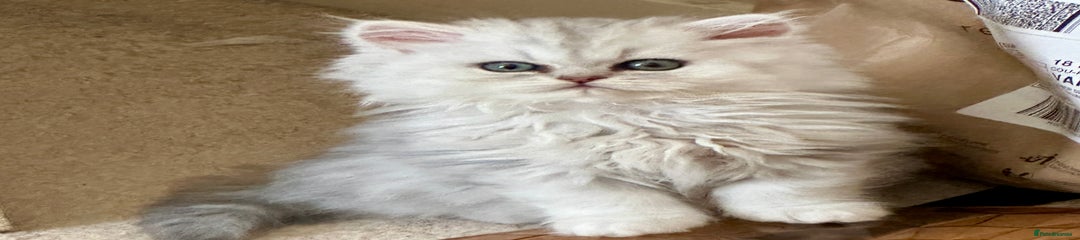 Persian Kitten 5