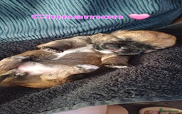 Shih Tzu dogs for sale: Beautiful trio colours Shihtzu puppies 1 left ❤️ - Image 10