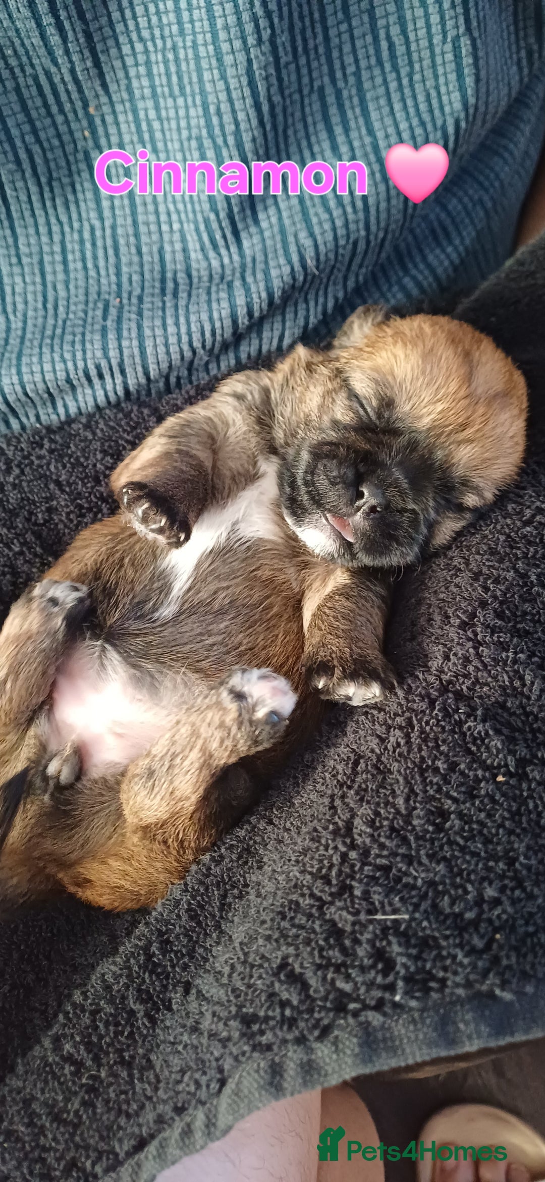 Shih Tzu dogs for sale: Beautiful trio colours Shihtzu puppies 1 left ❤️ - Image 10