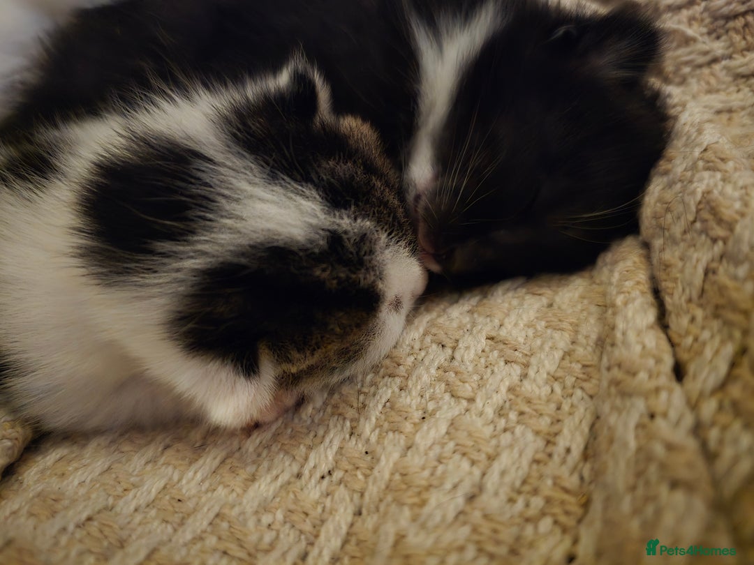 Mixed Breed cats for sale: 3 beautiful kittens, and her mum ❤️  - Advert 10