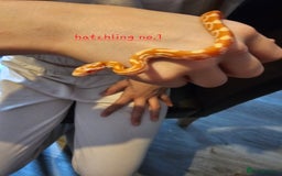 Corn Snake reptiles for sale: Beautiful corn snakes  - Image 32