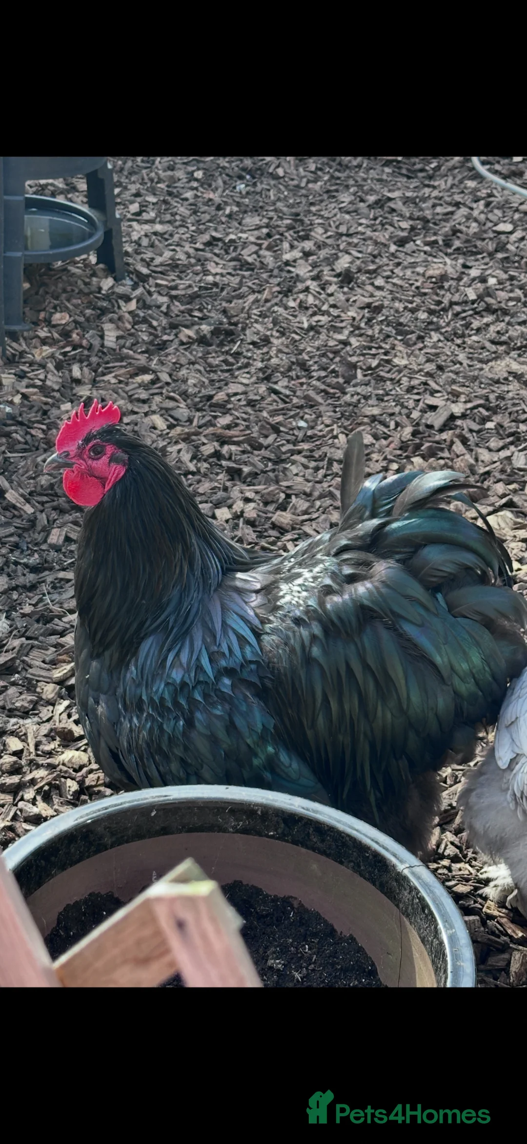 Chickens poultry for sale: Black cockerel  - Advert 2