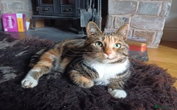Mixed Breed cats for sale: 6 Lovely and Friendly Cats - Different colours - Advert 4