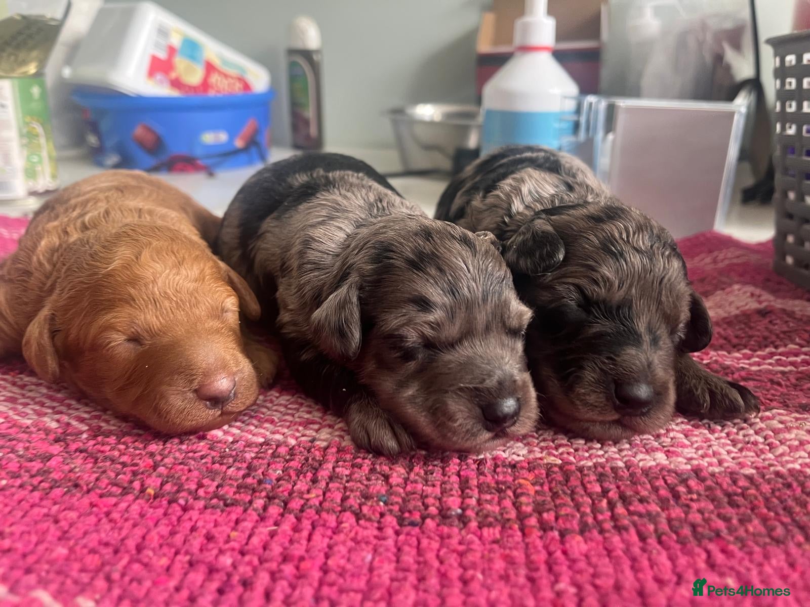Cockapoo dogs F1b health tested cockapoo babies  - Advert 13