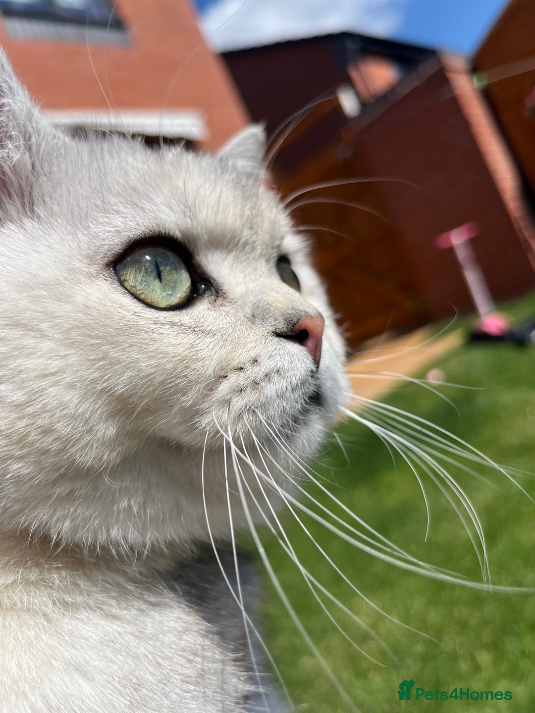 British Shorthair cats for sale: Kitten for sale  - Image 3