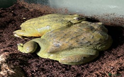 Frog reptiles for sale: Pair of Giant African Bullfrogs with Setup  - Image 16