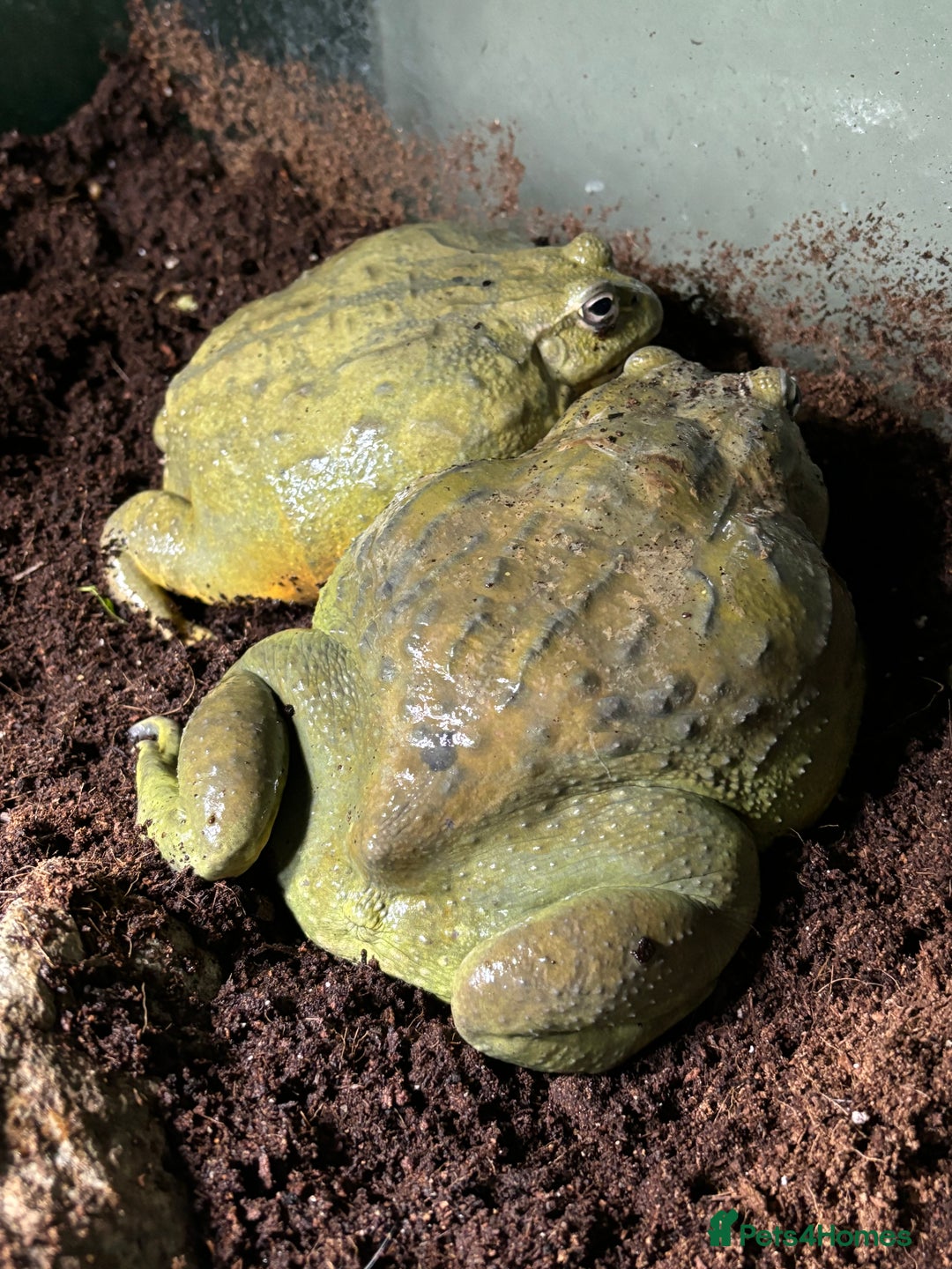Frog reptiles for sale: Pair of Giant African Bullfrogs with Setup  - Image 16