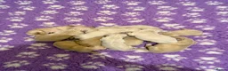 Golden Retriever dogs for sale: KC Registered Golden Retrievers - Advert 2