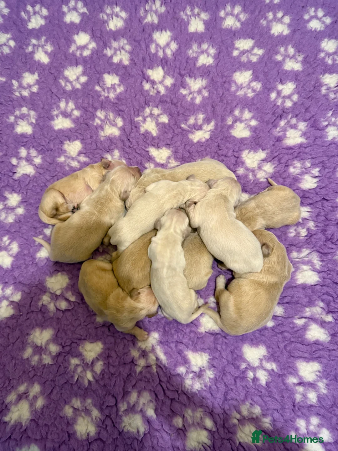 Golden Retriever dogs for sale: KC Registered Golden Retrievers - Advert 2