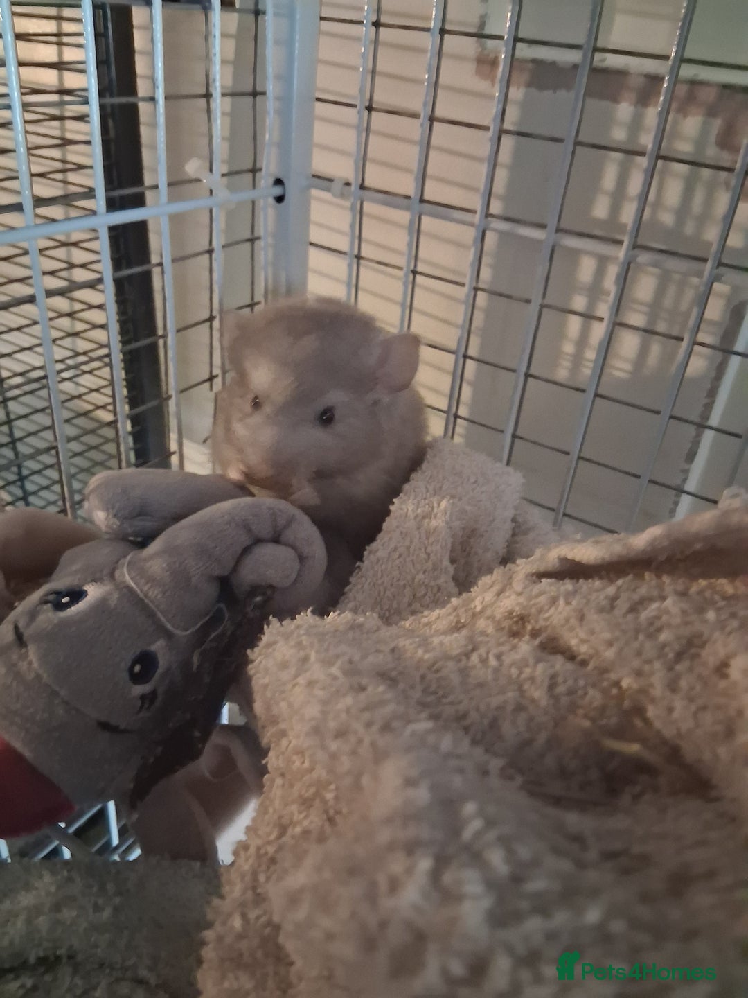 Chinchilla rodents for sale: 2 Lovely Kits available January 2026 - Advert 7