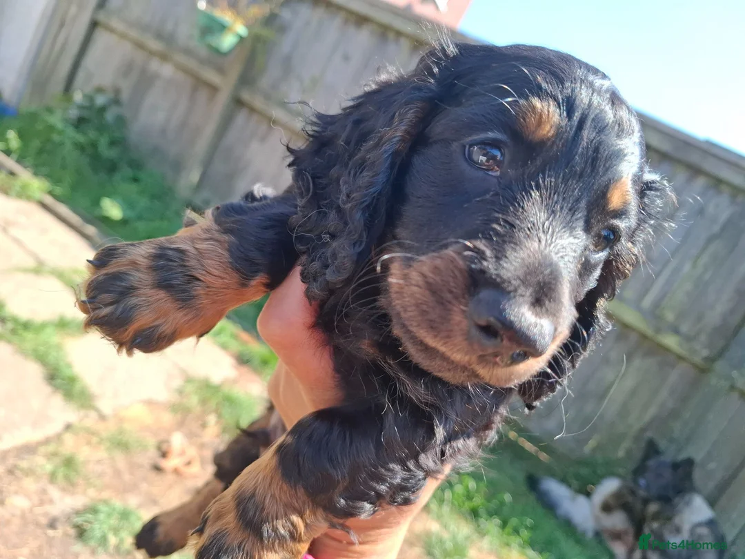 Miniature Dachshund dogs for sale: Long Haired miniature dachshund black and tan boy  - Advert 2