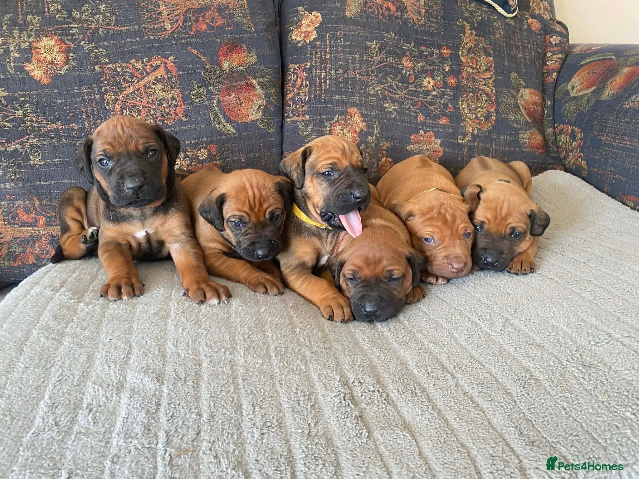 Rhodesian Ridgeback dogs KC reg Ridgeback puppies - Advert 1
