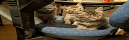 Mixed Breed cats for sale: Stunning Kittens Ready to Leave 30th September - Advert 11