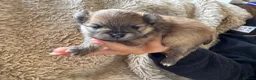 Pomeranian dogs for sale: KC Reg Pomeranian Girl puppy available  - Advert 19