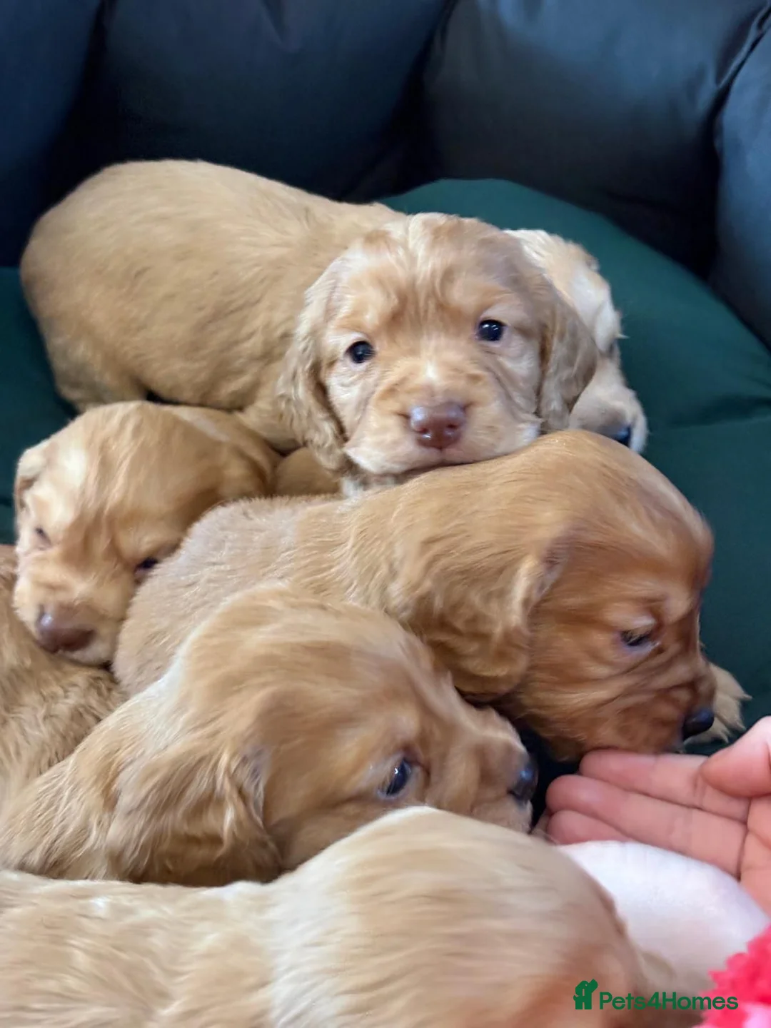 Cocker Spaniel dogs for sale: KC Registered Working Cocker Spaniel Puppies  - Advert 8