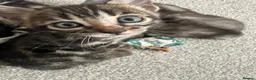 Bengal cats for sale: Exceptional bengal babies 🐆💎❤️ - Advert 3