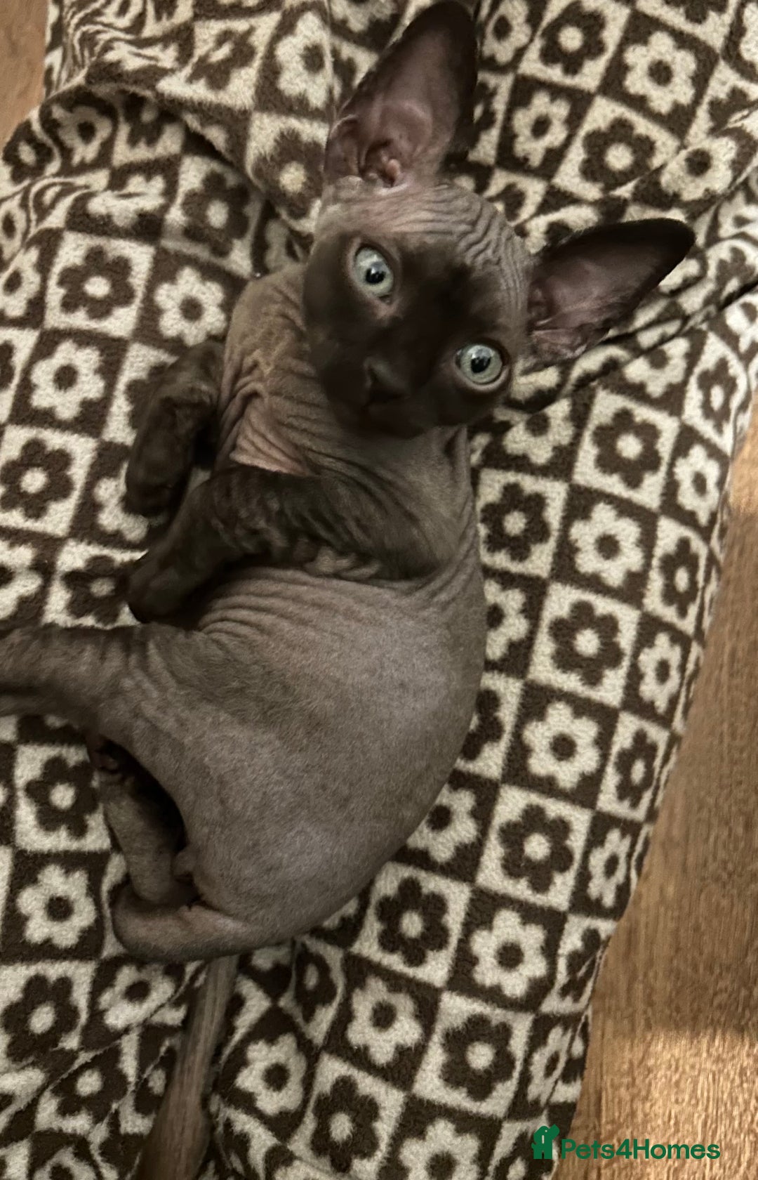 Sphynx cats for sale: Adorable Sphynx Kitten for sale - Advert 8
