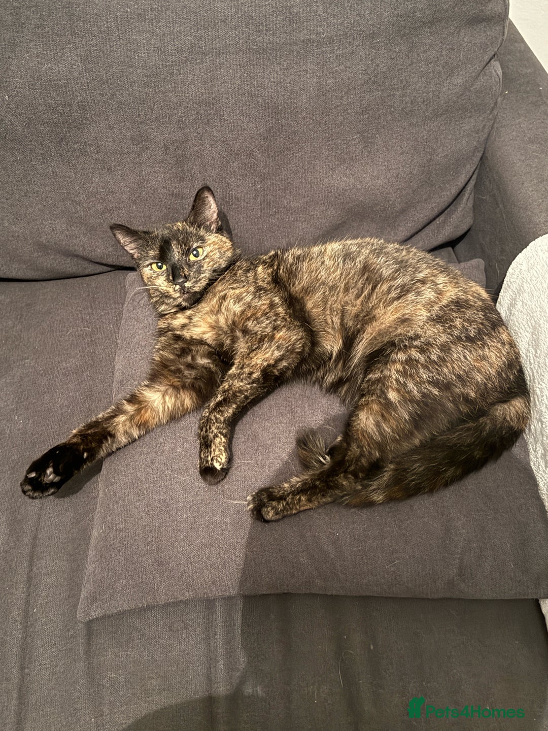 Mixed Breed cats for sale: Female fluffy/long hair kitten - Advert 2