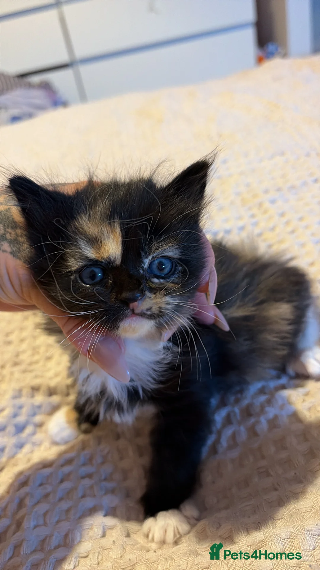 Mixed Breed cats for sale: Kittens for sale  in Cambridge - Advert 3
