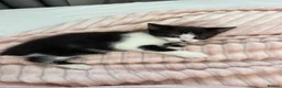 Mixed Breed cats for sale:  Beautiful Black & White Kittens Looking for home in Manchester - Advert 17
