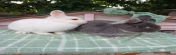 Lionhead rabbits for sale: Beautiful DM Lionheads  - Advert 8