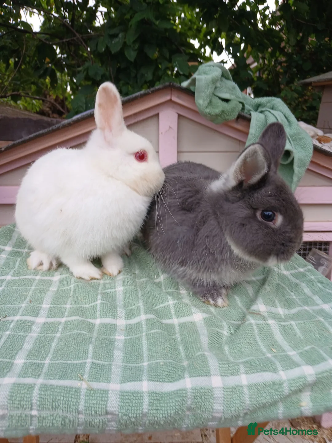 Lionhead rabbits for sale: Beautiful DM Lionheads  - Advert 8