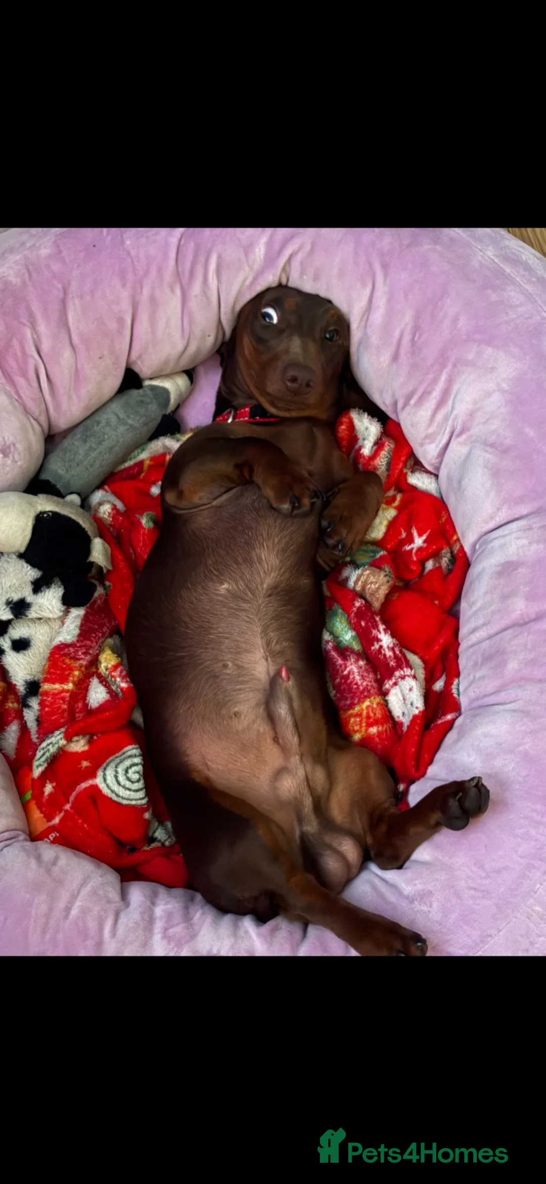 Miniature Dachshund dogs for sale: Male miniature dachshund  in Leicester - Advert 5