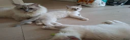 Ragdoll cats for sale: Male Ragdoll kittens  - Advert 3