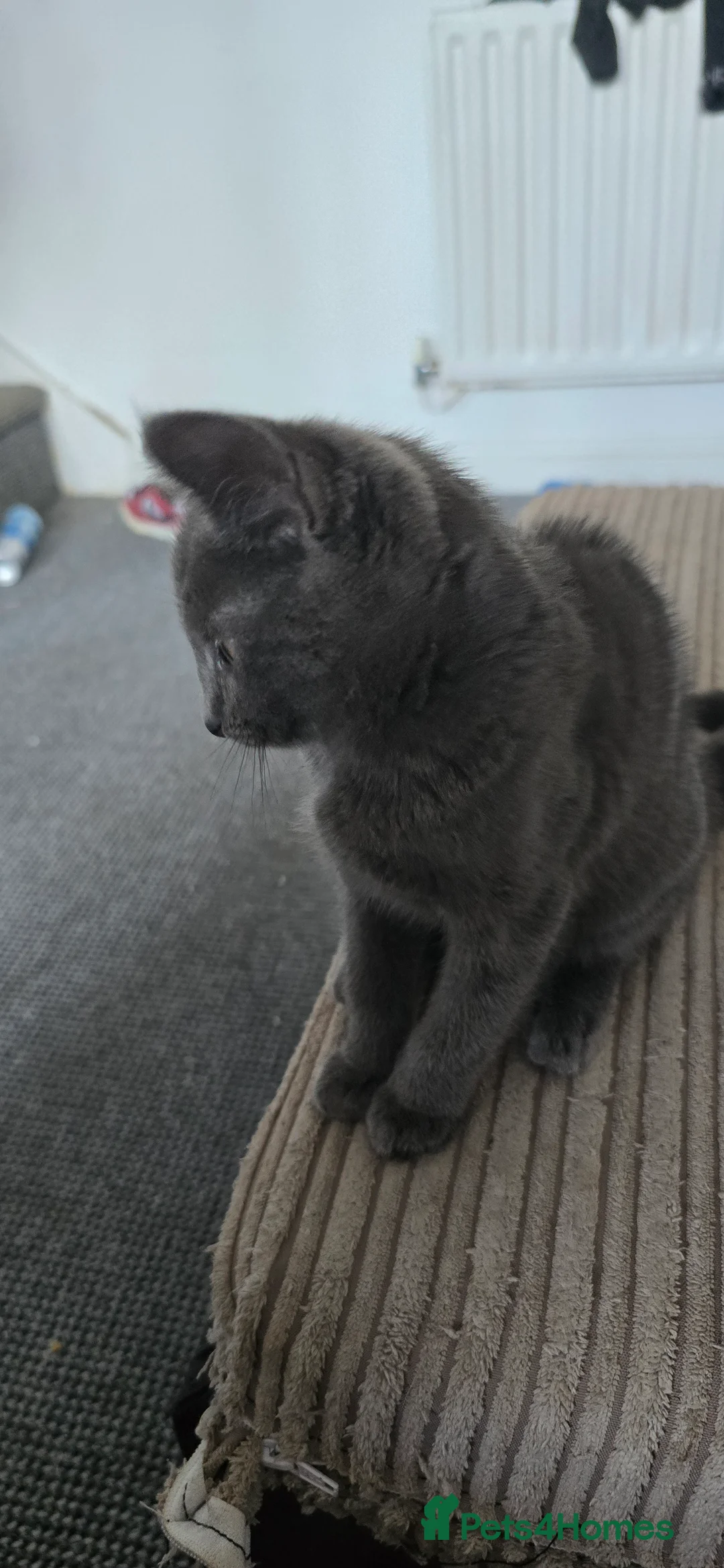 Mixed Breed cats for sale: 4 Beautiful kittens ready for a loving home. - Advert 2