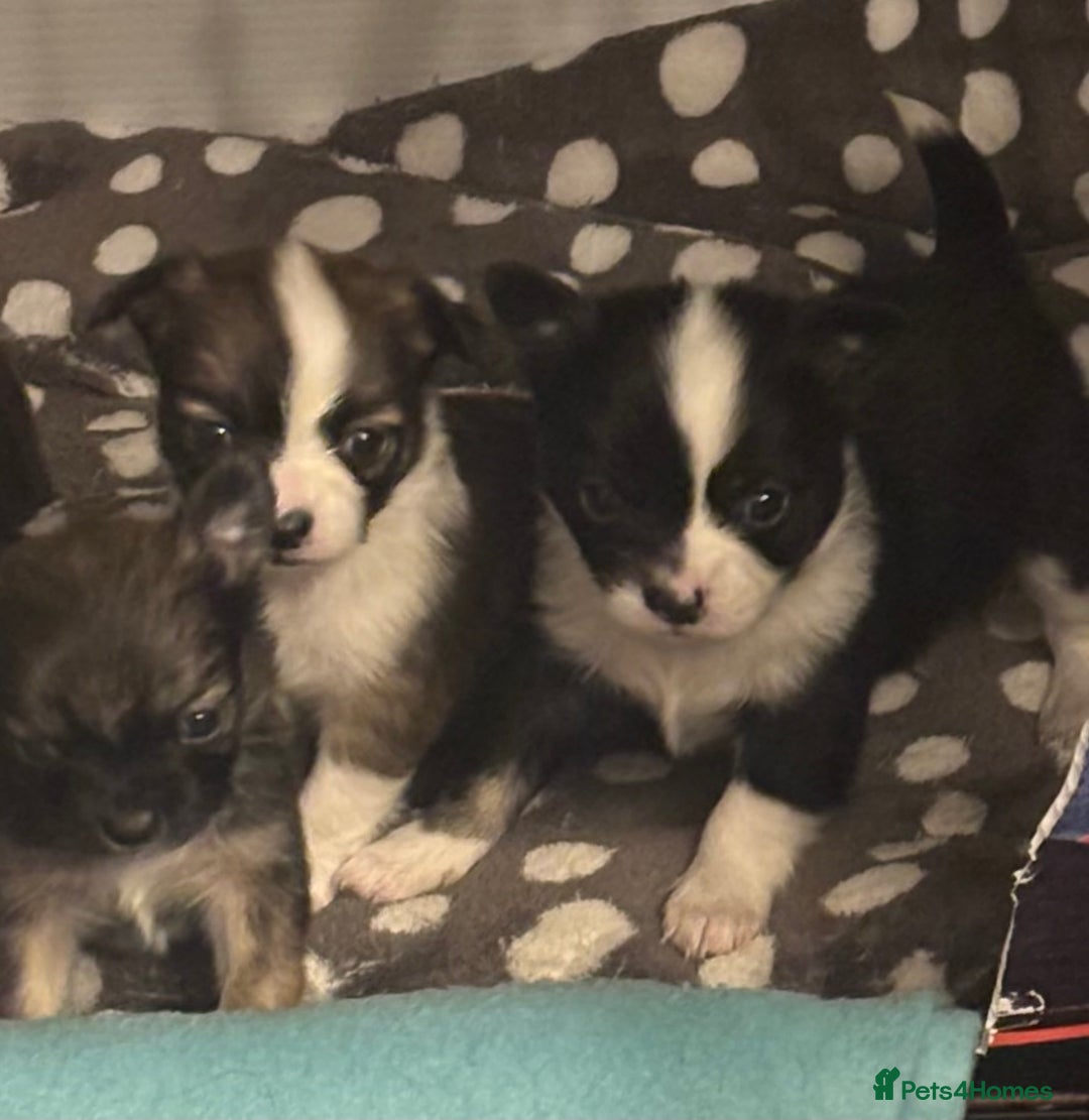 Chihuahua dogs for sale: Lovely long haired Chihuahua  - Advert 19