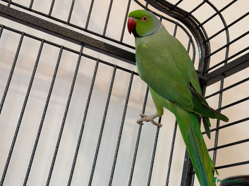 Ringnecks birds Ringneck  - Advert 8