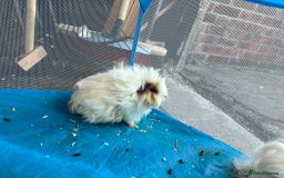 Guinea Pig rodents for sale: Lunkyara boar guinea pigs - Image 4